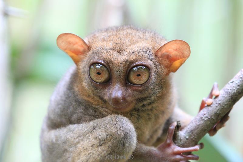 philippines bohol tarsiers smallest primacy