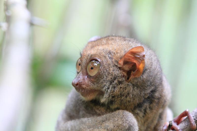 philippines bohol tarsiers smallest primacy