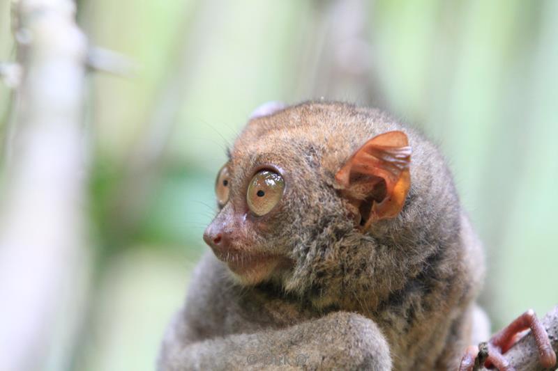 Filippijnen bohol tarsiers de kleinste primaten