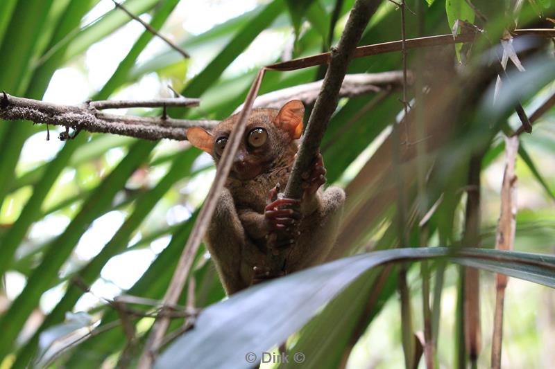 Filippijnen bohol tarsiers de kleinste primaten