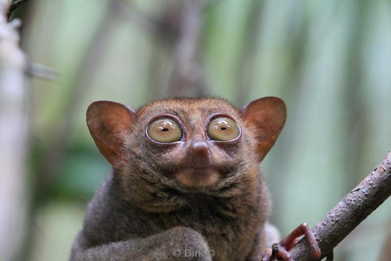 Filippijnen bohol tarsiers de kleinste primaten