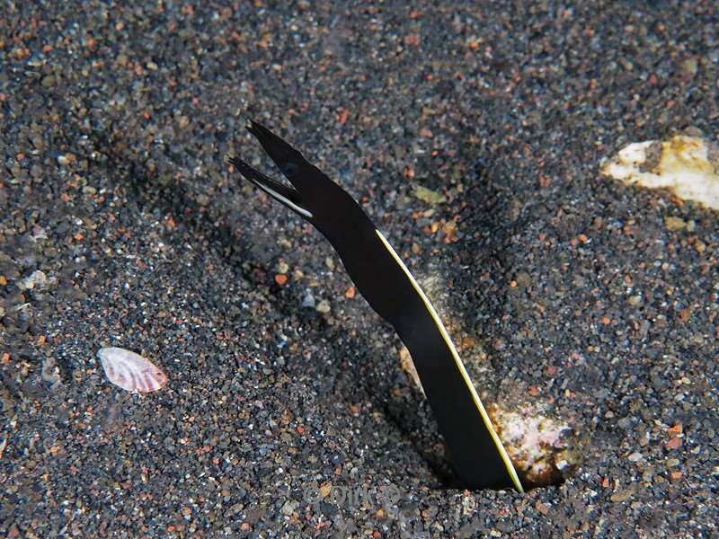 duiken bali