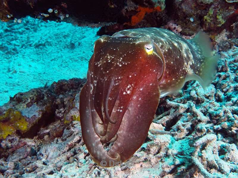duiken komodo