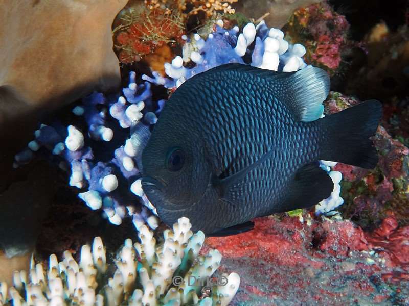 duiken komodo