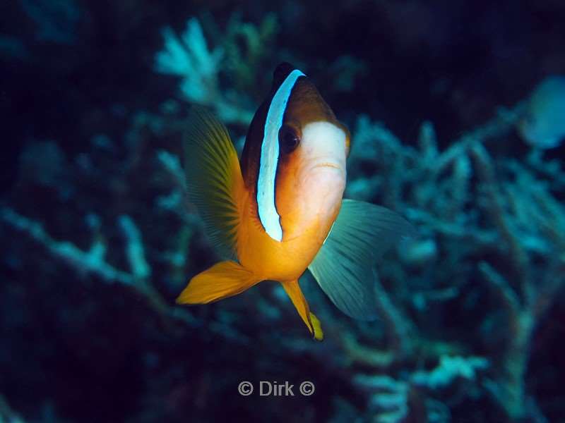 duiken komodo