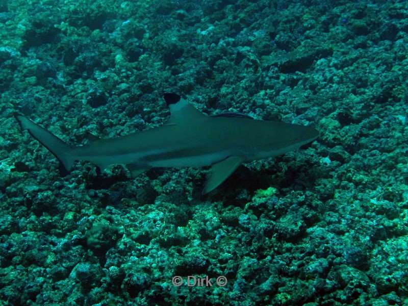 duiken komodo