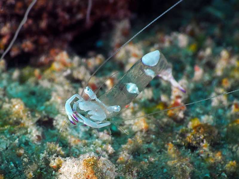 diving flores komodo