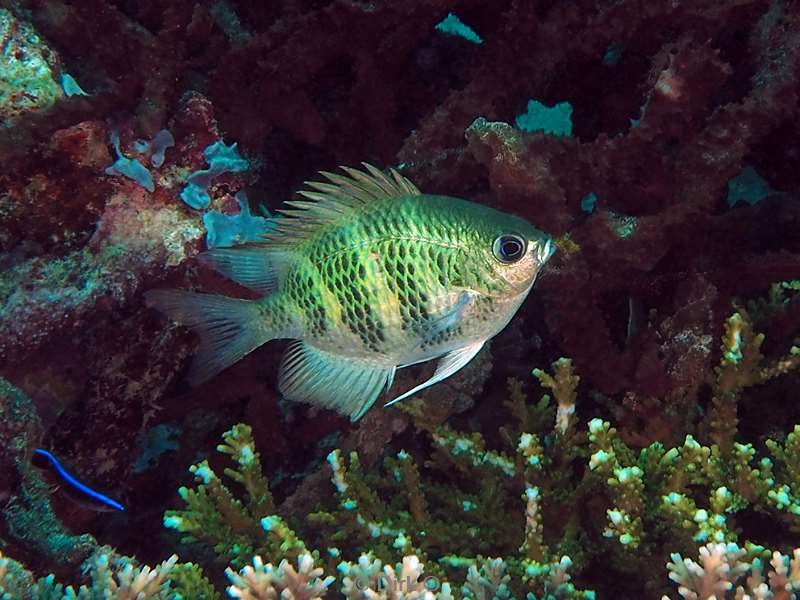 diving flores komodo