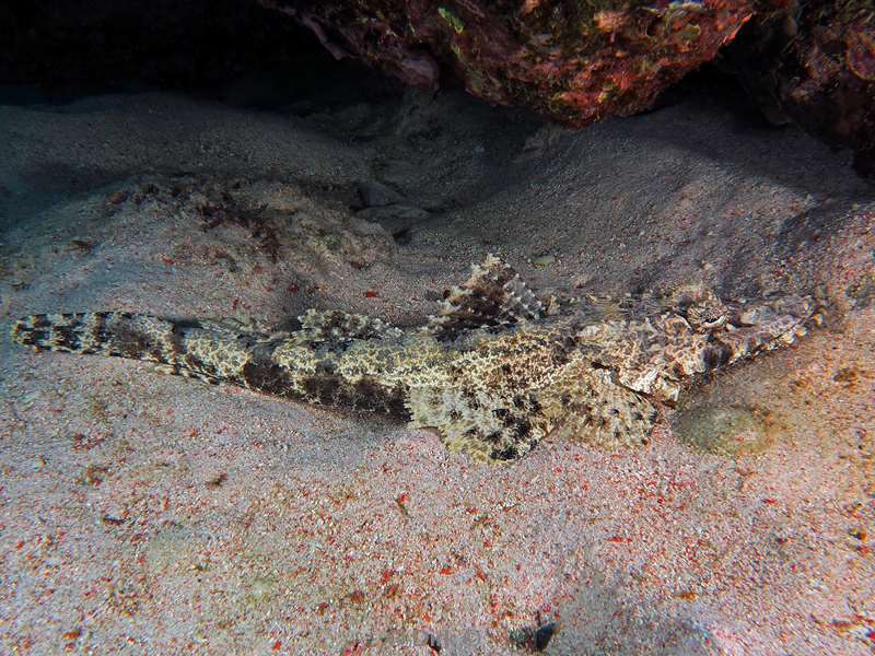 diving flores komodo