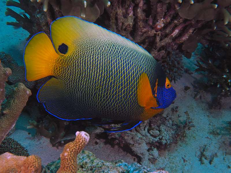 diving flores komodo