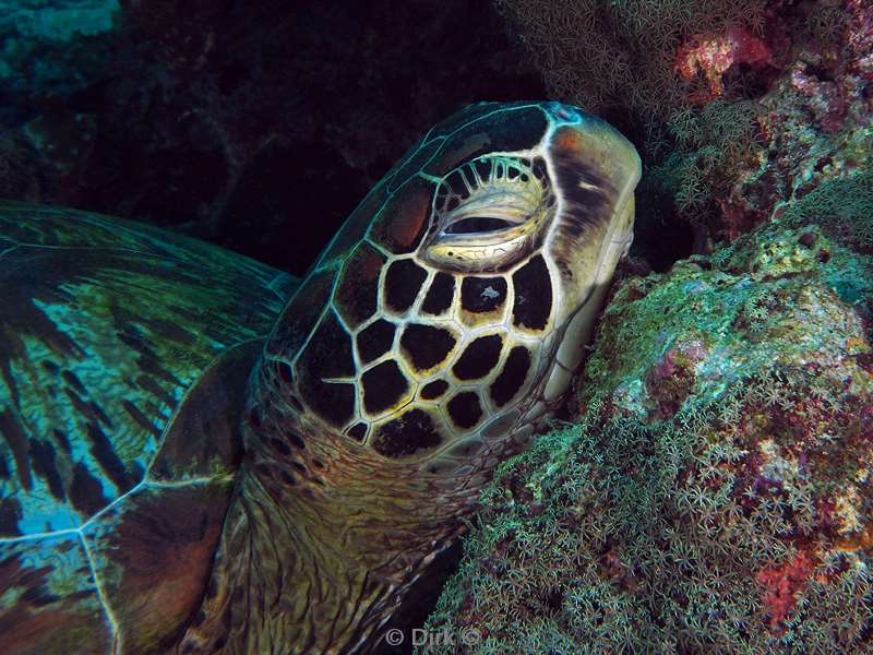 diving flores komodo