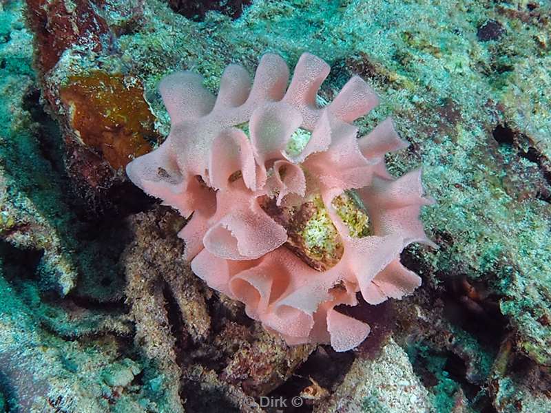 diving flores komodo