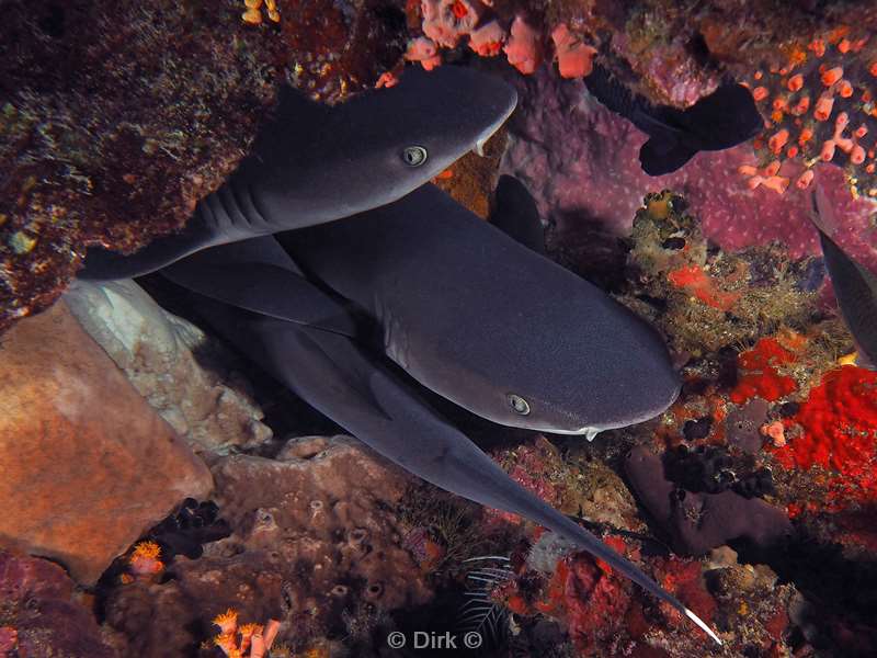 diving flores komodo