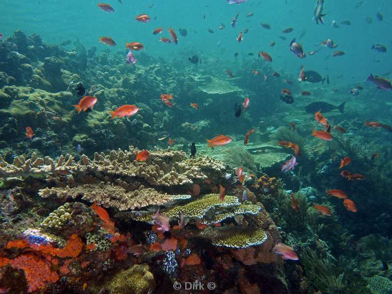 diving flores komodo