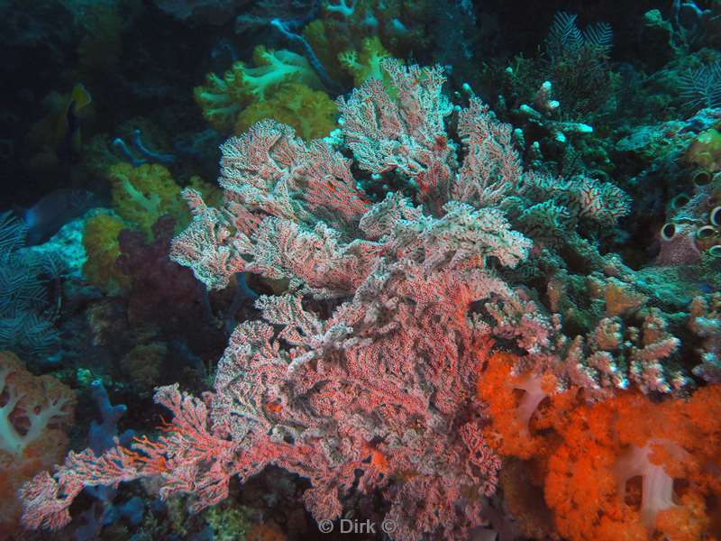 diving flores komodo