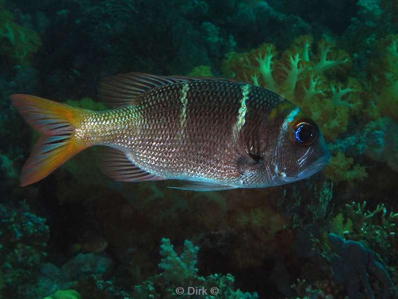 diving flores komodo