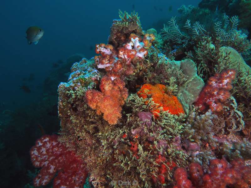 diving flores komodo