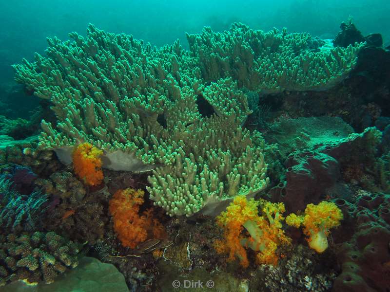 diving flores komodo