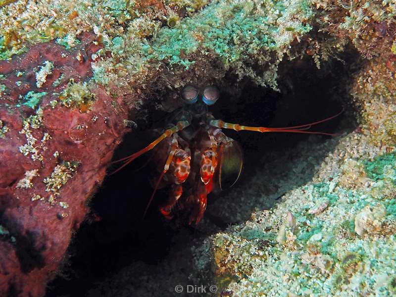 diving flores komodo