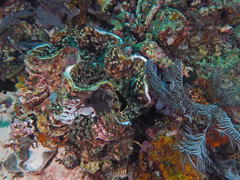 diving flores komodo