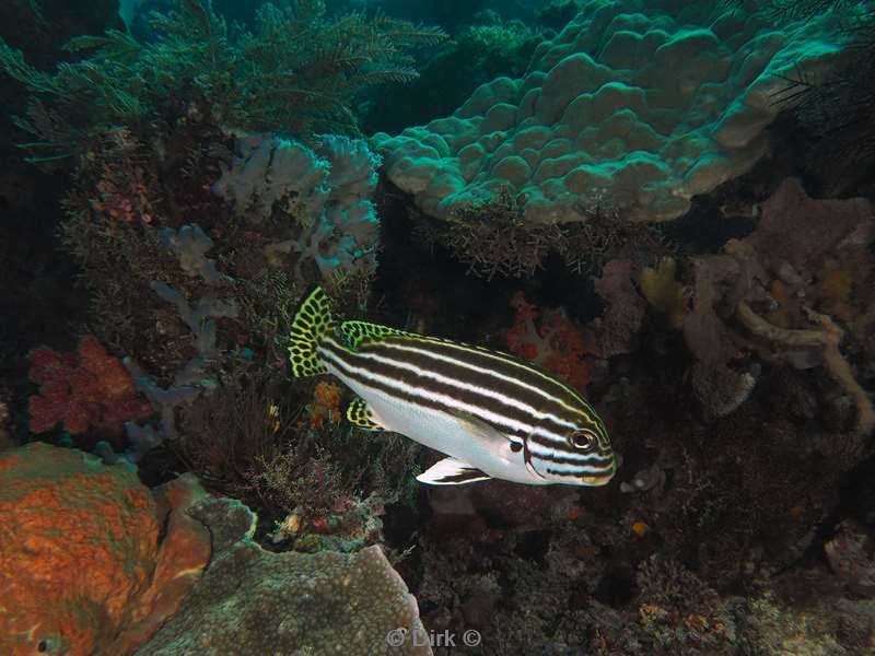 diving flores komodo