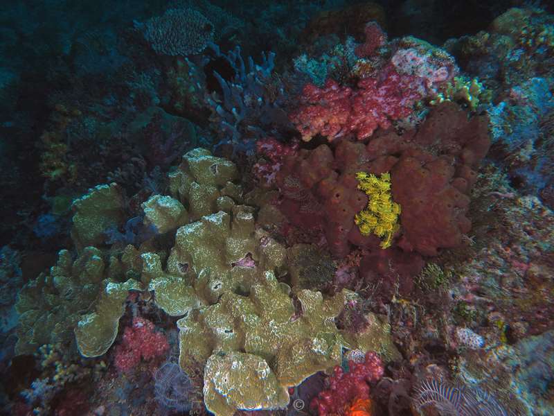 diving flores komodo