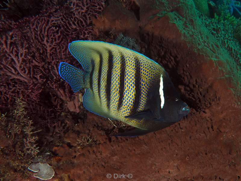 diving flores komodo