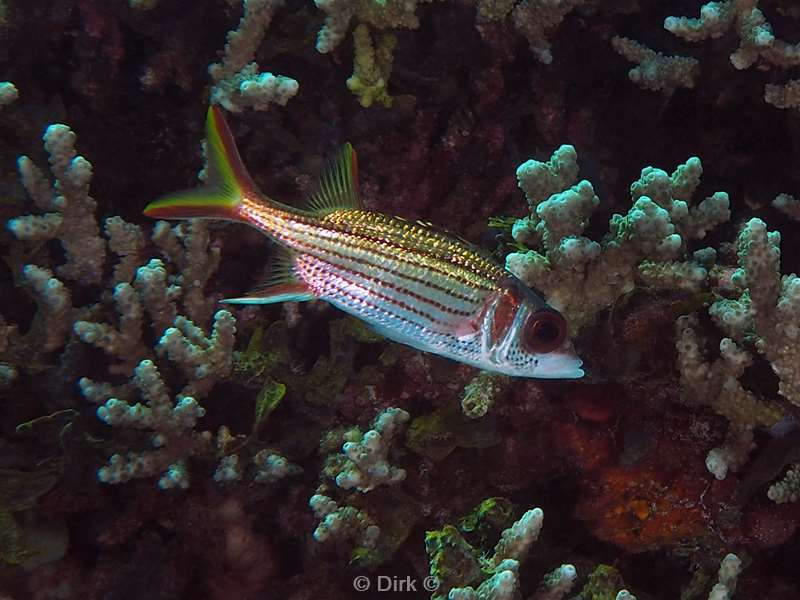 diving flores komodo