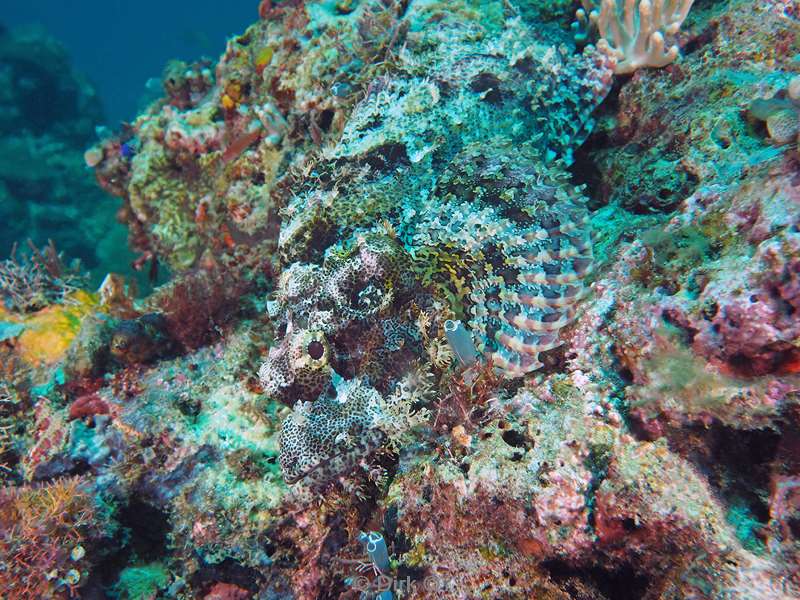 diving flores komodo