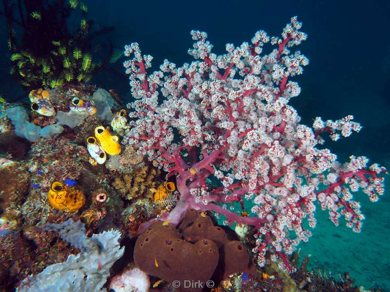 diving flores komodo