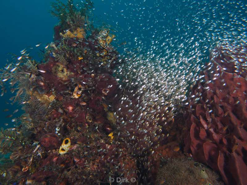 diving flores komodo