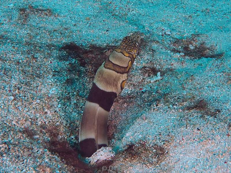 diving flores komodo