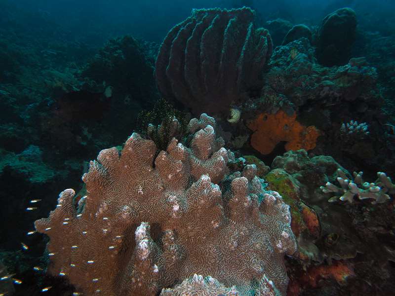 diving flores komodo