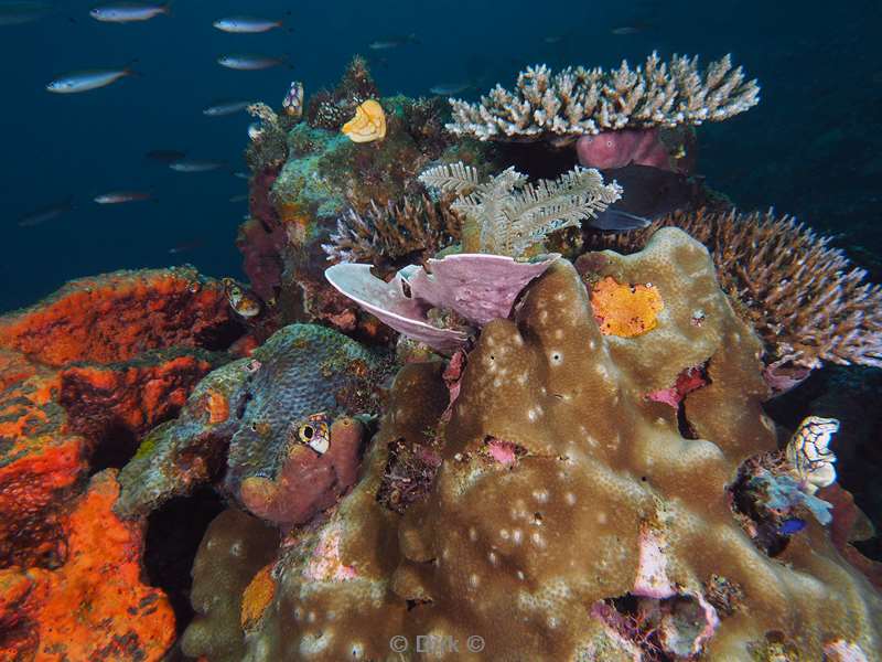 diving flores komodo