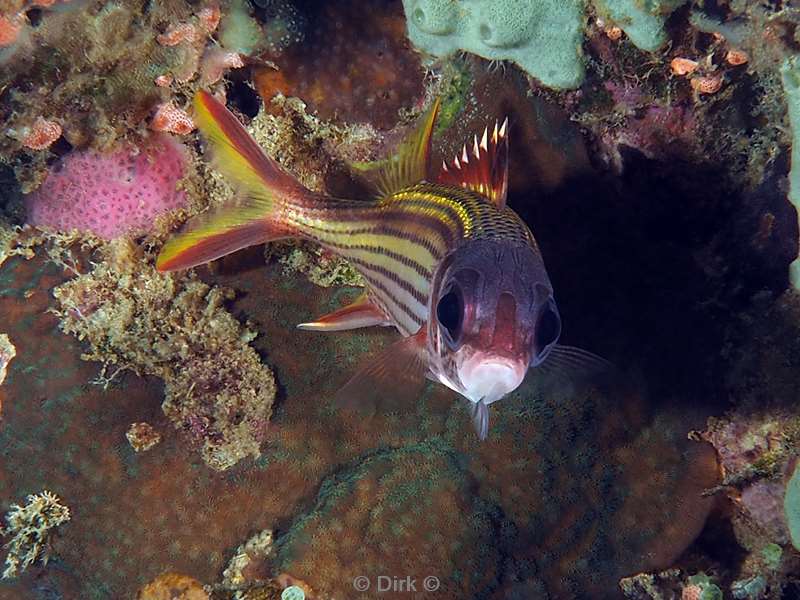 diving flores komodo