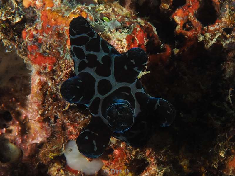 diving flores komodo
