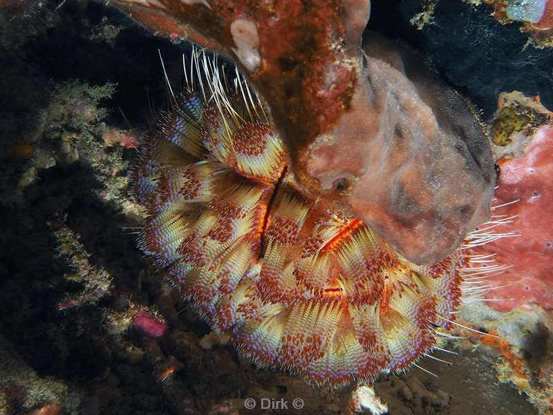 diving flores komodo