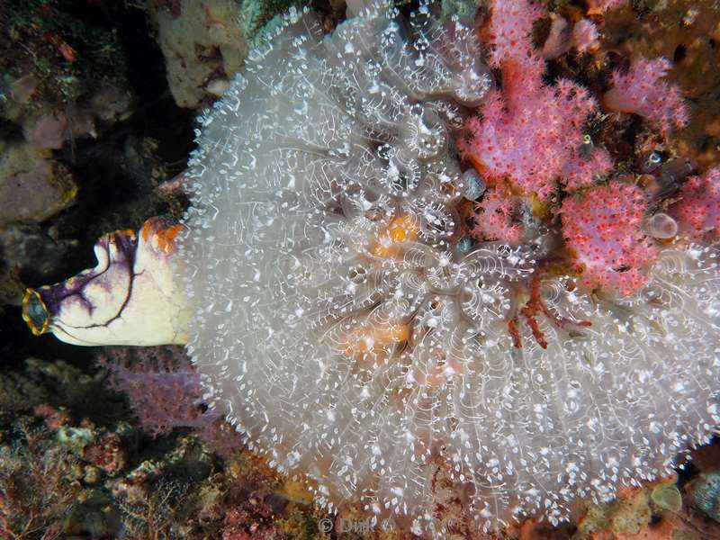 diving flores komodo