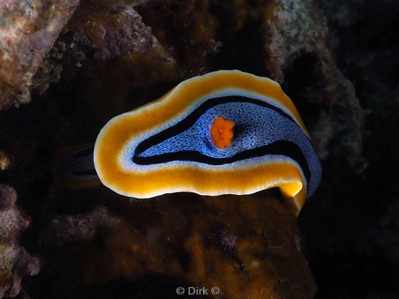 diving flores komodo