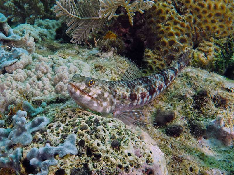 diving flores komodo