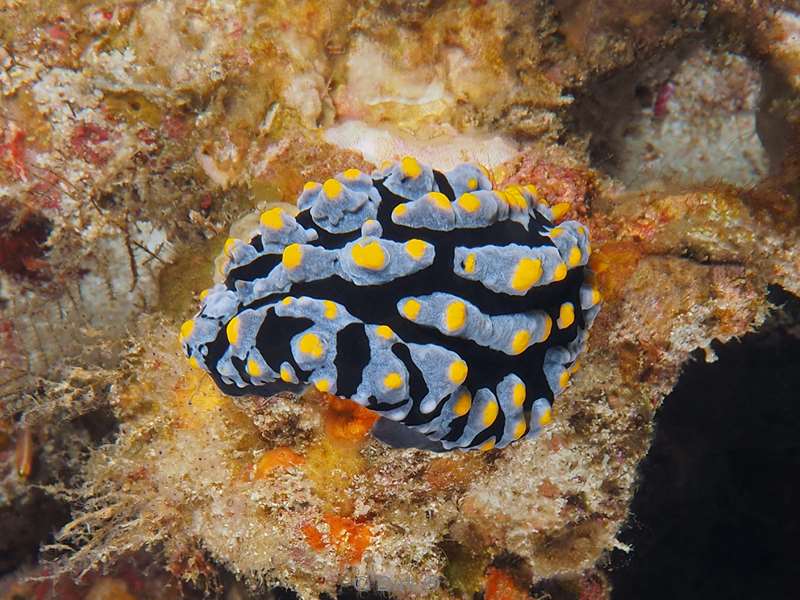 diving flores komodo