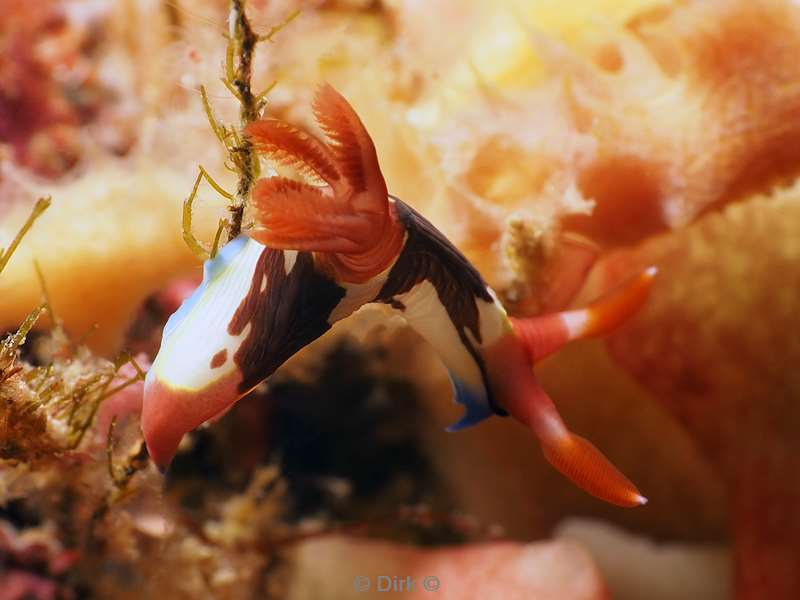 diving flores komodo