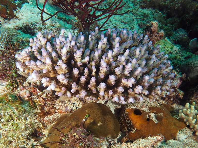 diving flores komodo