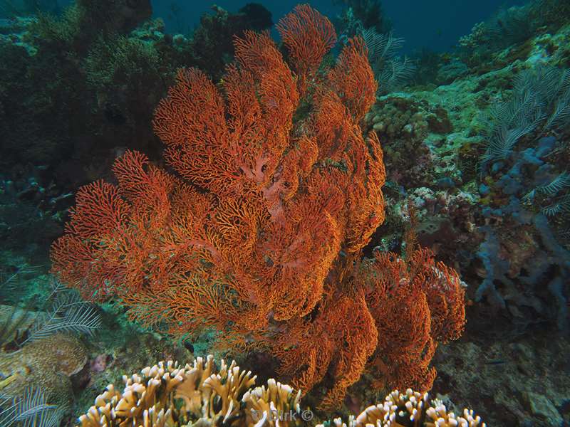 diving flores komodo