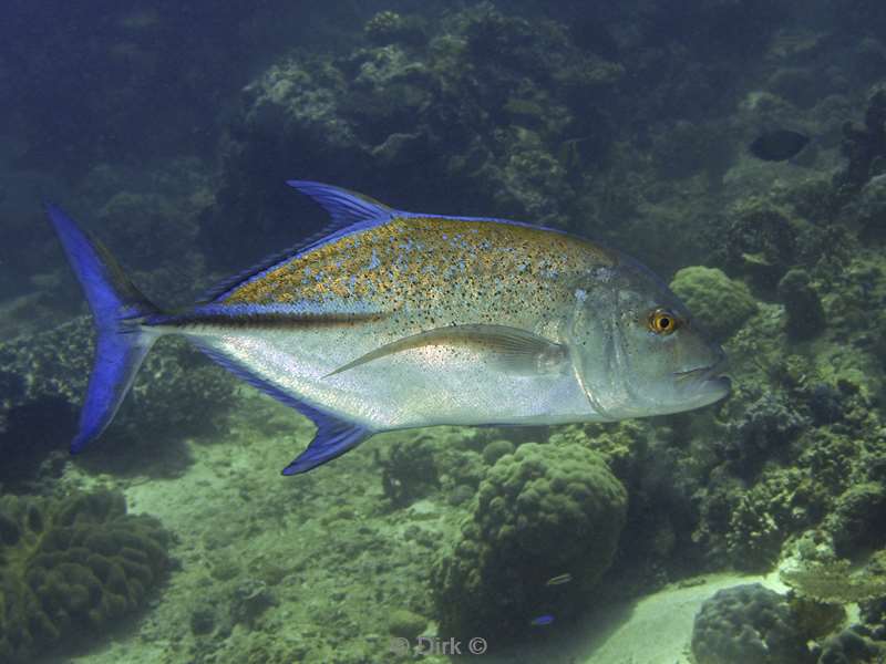 diving flores komodo