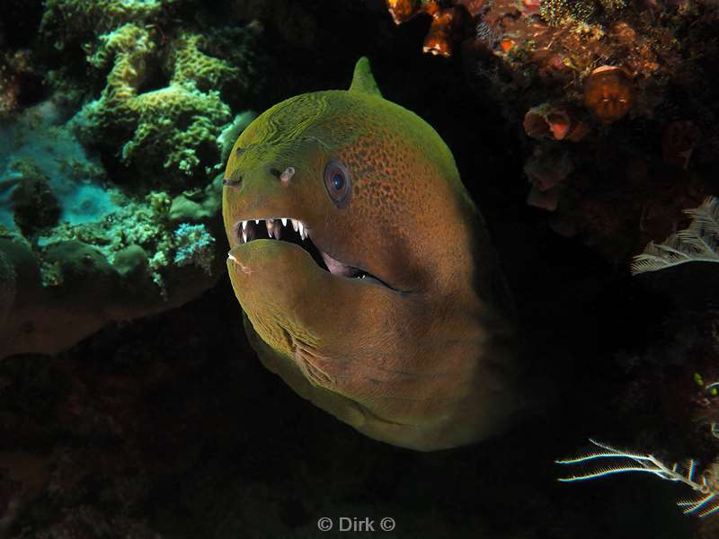 diving flores komodo