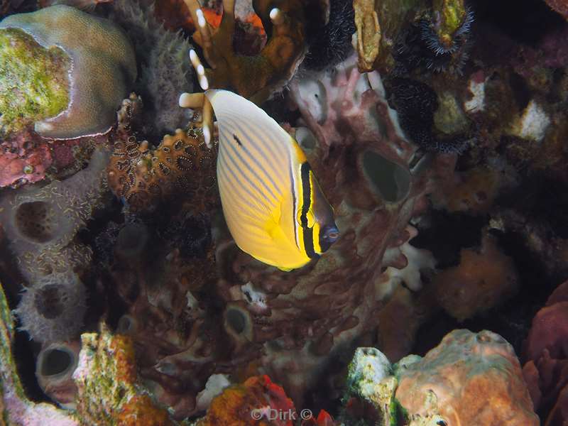 diving flores komodo