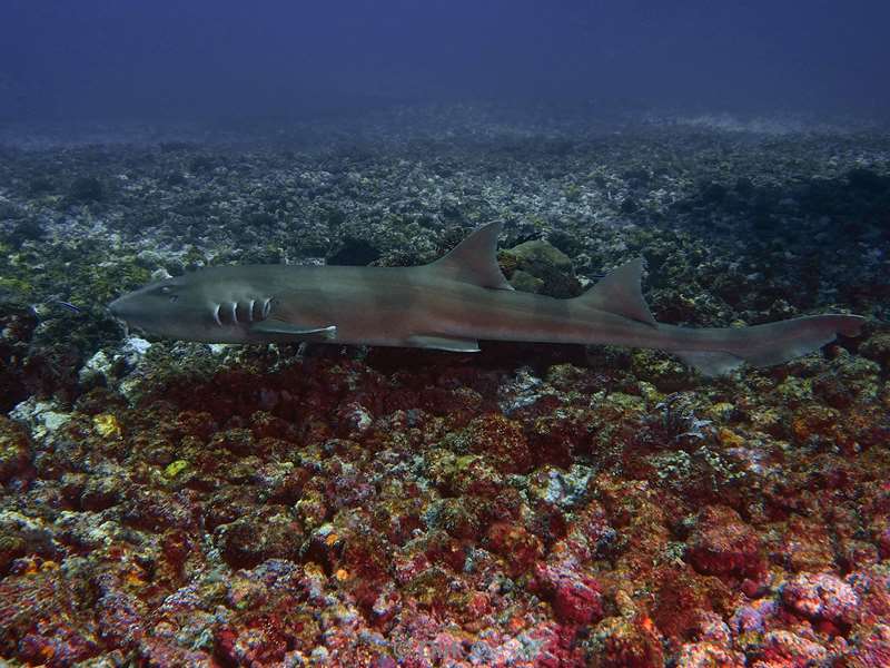 diving flores komodo