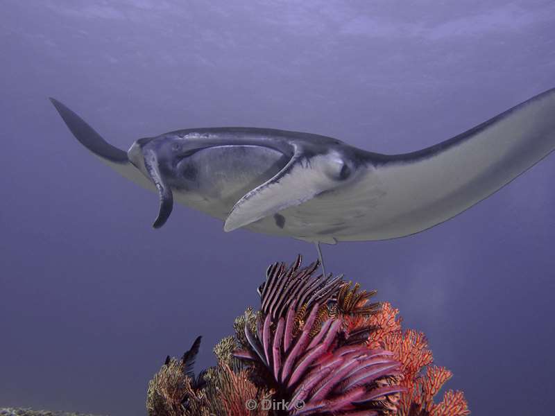 diving flores komodo