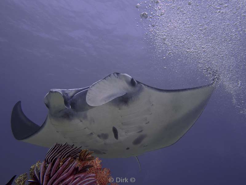 diving flores komodo